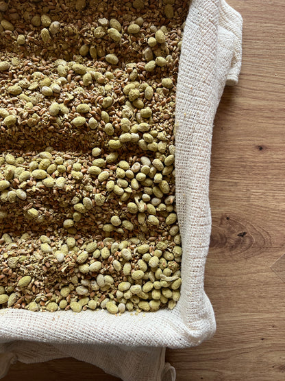 4/20 春の本醸造濃口醤油しこみの会